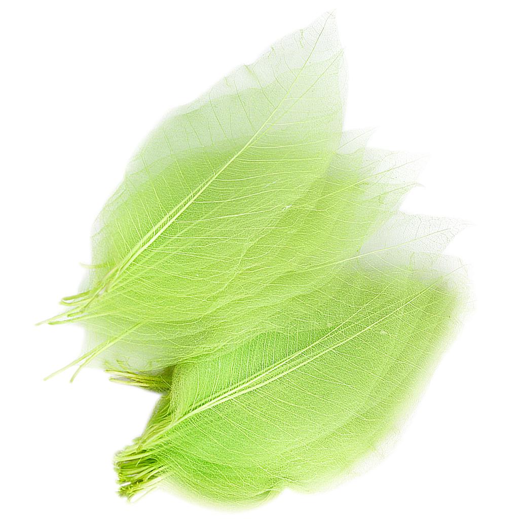 Natural Catbrier Skeleton Leav - Art Craft Leaves review and price